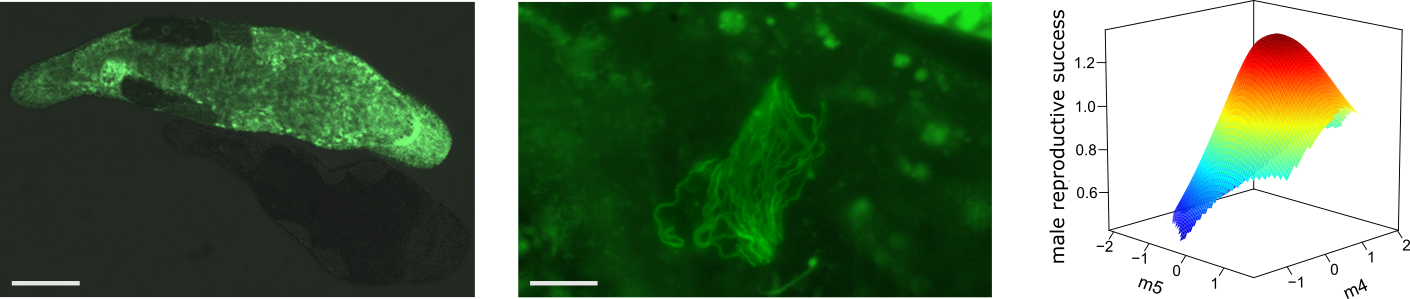 Macrostomum lignano